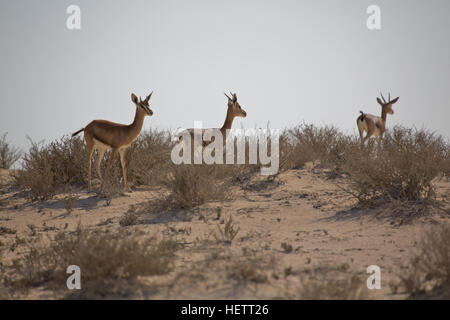 Gazelle des Sables d'arabie, Jebel Ali Wildlife Sanctuary Banque D'Images