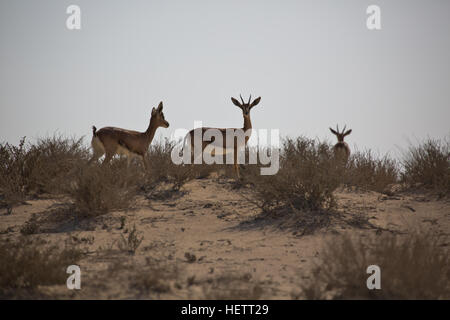 Gazelle des Sables d'arabie, Jebel Ali Wildlife Sanctuary Banque D'Images