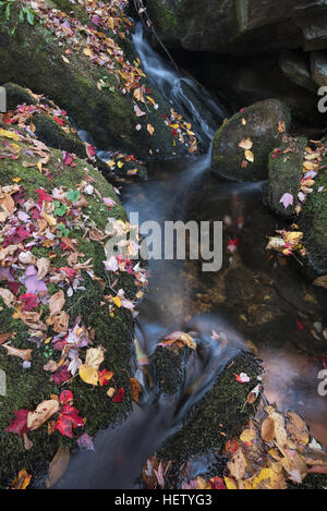 Little Black Brook, Green Mountain National Forest, Vermont. Banque D'Images