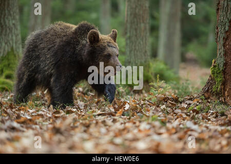 Ours brun européen / Braunbaer ( Ursus arctos ), les jeunes, randonnée pédestre / se promener à travers une forêt, d'explorer son environnement. Banque D'Images