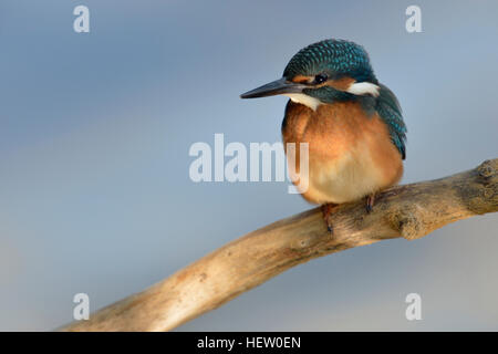 Kingfisher Alcedo atthis commun ( ), jeune oiseau, à part entière, assis dans un spot, chasse, vue frontale, l'arrière-plan. Banque D'Images