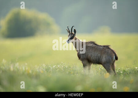 Chamois / chamois des Alpes / Gaemse ( Rupicapra rupicapra ) debout sur une montagne de floraison pré, dans l'herbe haute, Vosges, France. Banque D'Images