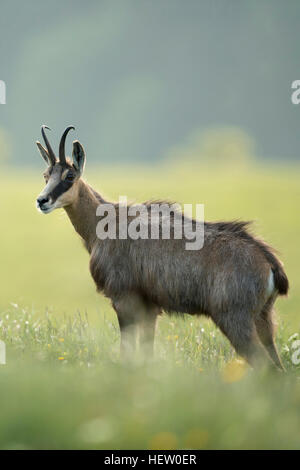 Chamois / chamois des Alpes / Gaemse ( Rupicapra rupicapra ) debout sur une montagne de floraison pré, dans l'herbe haute, Vosges, France. Banque D'Images