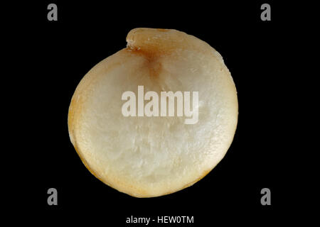 Chenopodium quinoa, quinoa blanc, Weisser le quinoa, graine, Close up, la taille de la semence 2-3 mm Banque D'Images