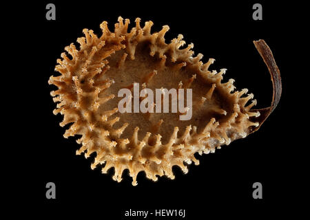 Cynoglossum officinale, Houndstongue, Hundszunge, gros plan, graine (fruit), gros plan, 6 mm de long Banque D'Images