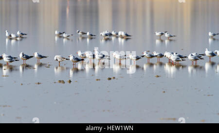 Les goélands à tête noire en hiver plummage, lac salé de Larnaca, Chypre. Banque D'Images