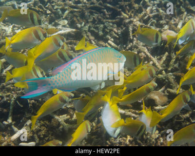 Un poisson perroquet à l'école de poisson lapin, Plongée à Koh Tao. Banque D'Images