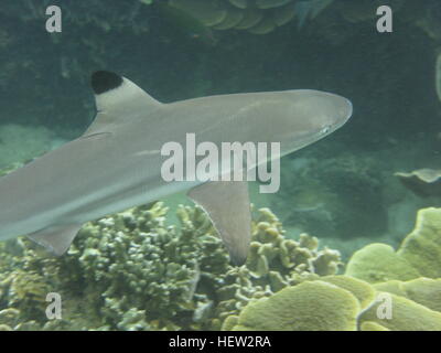 Un bébé requin à pointe noire, Plongée à Koh Tao. Banque D'Images