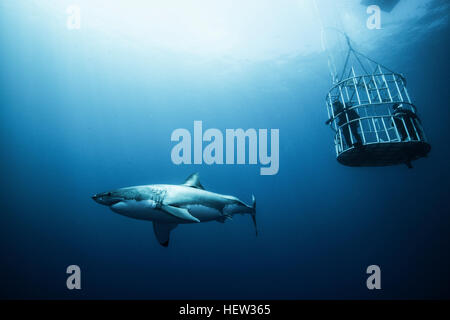 Grand requin cage chargée de plongeurs, l'île de Guadalupe, Mexique Banque D'Images