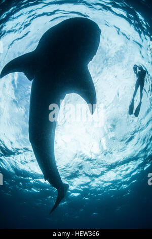 Vue de dessous de snorkeler avec grand requin (Rhincodon typus), l'île de Cozumel, Mexique Banque D'Images