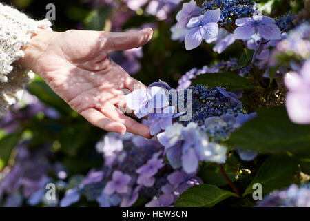 Senior woman outdoors, touchant la culture des fleurs, close-up, Cork, Irlande Banque D'Images