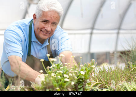 Portrait of mature Man tending plants in polytunnel Banque D'Images