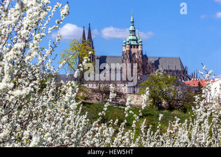 Cerisiers fleurissant Prague vue printanière Prague République tchèque Europe point de repère printanier de la ville européenne Monument Tour de la cathédrale de Prague à Hradcany Banque D'Images