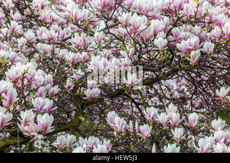 Arbre Magnolia, arbre fleuri Banque D'Images