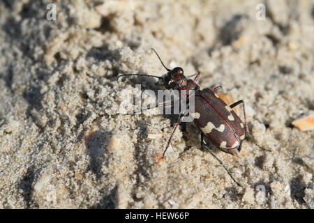 Tiger Beetle Dune (Cicindela maritima) sur la plage à Paris, au Danemark. Banque D'Images