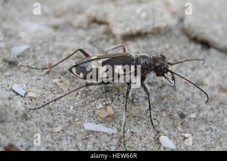 Tiger Beetle Dune (Cicindela maritima) sur la plage à Paris, au Danemark. Banque D'Images