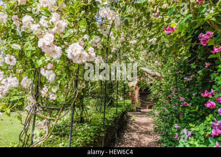 Rosiers au Master's Garden, à l'intérieur de l'hôpital Lord Leycester de Warwick, Warwickshire, Angleterre Banque D'Images