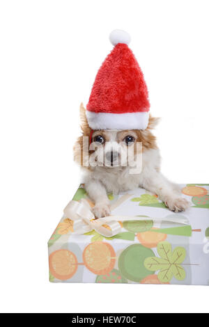 Chihuahua portant rouge Santa hat avec boîte-cadeau en fond blanc. Banque D'Images