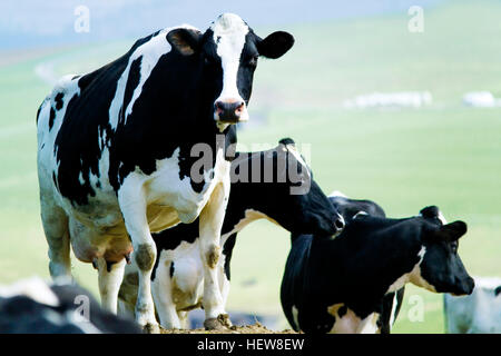 Trois noir et blanc de vaches Holstein (Bovinés) Banque D'Images