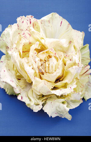 Le radicchio Variegato di Castelfranco (chicorée bigarrée) Banque D'Images