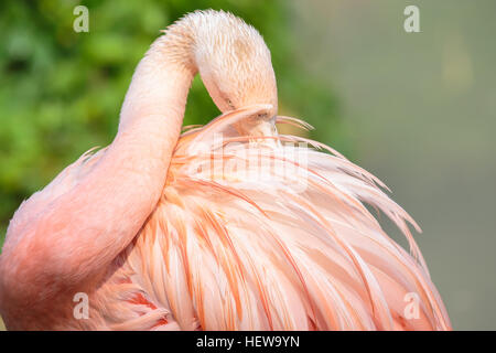 Un flamant du Chili, Phoenicopterus chilensis, avec le projet de loi caché dans les plumes de l'arrière. Le plumage de ce grand oiseau est plus rose que le gréa Banque D'Images