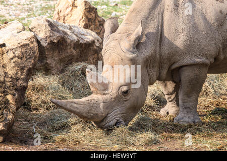 Portrait d'un rhinocéros blanc ou square-lipped rhinoceros, Ceratotherium simum. herbe de pâturage.Ces brouteurs herbivores sont trouvés dans les prairies et la Sava Banque D'Images