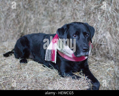 Beau Labrador noir foulard en Barbour Tattersall Banque D'Images