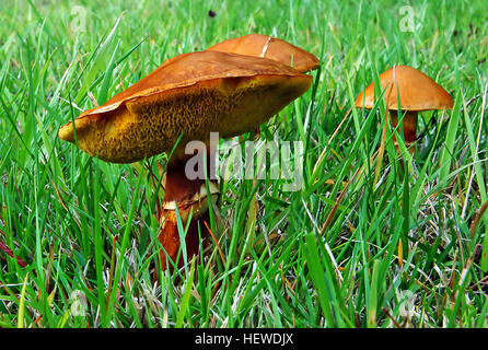 Boletus edulis, également connu sous le nom de penny bun ou porcino, est un champignon largement répandu trouvé dans l'hémisphère Nord. C'est un type de champignon bolète, souvent vu dans les zones herbeuses et les forêts. Cette espèce a été introduite dans d'autres régions comme la Nouvelle-Zélande et l'Australie. Banque D'Images