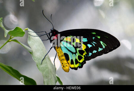 Le Cairns Birdwing Butterfly est le plus grand papillon endémique d'Australie, avec une envergure allant jusqu'à 18 cm. Ses ailes vertes frappantes, en particulier chez le mâle, en font l'un des papillons les plus colorés et les plus remarquables de la région. Banque D'Images