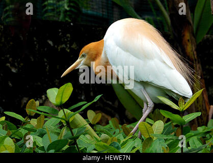 Le Héron garde-boeufs (Bubulcus ibis) est une espèce cosmopolite de la famille des Ardeidae (hérons) trouvés dans les régions tropicales, subtropicales et tempérées chaudes. Il est le seul membre de l'genre Bubulcus, bien que certaines autorités en ce qui concerne ses deux sous-espèces comme espèce à part entière, le western cattle egret héron garde-boeuf et de l'Est. Malgré les similitudes dans le plumage de l'aigrette du genre Egretta, il n'est plus étroitement liée à l'Ardea de hérons. Originaire des régions d'Asie, d'Afrique et d'Europe, il a connu une expansion rapide dans sa distribution et colonisé avec succès une grande partie du reste Banque D'Images