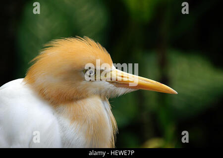L'aigrette bovine (Bubulcus ibis) est une espèce de héron que l'on trouve dans les régions tropicales et subtropicales. Originaire d'Asie, d'Afrique et d'Europe, il s'est répandu dans de nombreuses autres régions. Connue pour son plumage blanc distinctif, l'aigrette du bétail accompagne souvent le bétail, se nourrissant d'insectes perturbés par les animaux. Banque D'Images