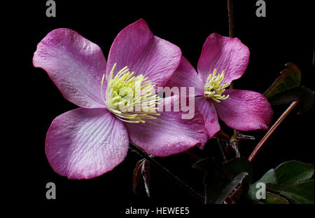 Clematis Elizabeth vanillé a fleurs rose pâle en abondance au printemps avec quelques reprises à la fin de l'été. Son feuillage foncé riche complète les fleurs et semble grand tout l'été. Banque D'Images