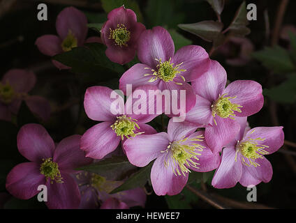 Test du Tamron 90mm macro. 'Elizabeth' établit la norme pour tous les autres cultivars de Clematis montana. Cette vigne décidue vigoureux est couvert à la fin du printemps avec une profusion de 3 pouces dogwood-comme des fleurs roses. Les bourgeons sont rose clair &AMP ; blanc de l'ouverture à un rose mauve qui s'estompe rapidement à un rose tendre bordé dans des tons plus foncés. Ce cultivar est le plus parfumé de tous les montanas, en pleine floraison et l'air environnant est imprégnée d'un doux parfum de vanille. Comme les fleurs commencent à tomber, le nouveau feuillage bronzé se remplit progressivement dans lequel passe au vert au début de l'été. Banque D'Images