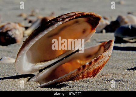 Cockle est le nom commun d'un groupe de petits (surtout), d'eau salée, comestibles, les palourdes mollusques bivalves marins dans la famille Cardiidae. Diverses espèces de coques vivent dans le sable, plages abritées dans le monde entier. L'arrondi distinctif coquilles de coques sont bilatéralement symétrique et sont en forme de coeur, vu à partir de la fin. De nombreuses nervures radiales se produisent dans la plupart mais pas tous les genres. Pour une exception, voir le genre Clytus, l'oeuf les coques, qui sont très doux. Banque D'Images