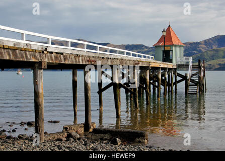 Cette photographie montre l'anémone de pomme dans son habitat aquatique, un membre fascinant de la classe des Anthozoaires, souvent vu dans les aquariums marins et les habitats naturels. Banque D'Images