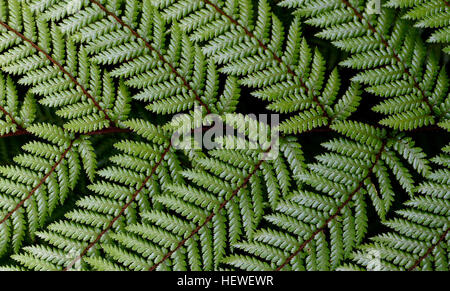 Dicksonia squarrosa, connue sous le nom de Wheki, est la fougère la plus commune de Nouvelle-Zélande, remarquable pour sa croissance rapide et son adaptabilité. Il présente des frondes dures, vert foncé avec des dessous pâles, prospérant dans diverses conditions. Banque D'Images