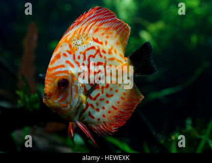 Symphysodon, connu familièrement sous le nom de discus, est un genre de cichlidés originaire du bassin du fleuve Amazone. Discus sont populaires comme les poissons d'aquarium et leur aquaculture dans plusieurs pays d'Asie est l'un des principaux de l'industrie Banque D'Images