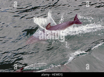 Les grands dauphins, connus pour leur comportement ludique, sont souvent vus sauter et plonger dans l'océan. Ces mammifères marins sont très sociaux et on les trouve couramment dans les eaux côtières chaudes du monde entier. Banque D'Images