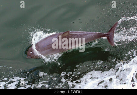 Ication (,),:Dolphin Diving,dauphins bouteille nosed,dauphins Dolphin Dolphin,,lecture,les dauphins,les dauphins sautant,natation,Dauphins dauphins sauvages,la vie marine de l'océan, l'océan,life,eau,mer,grand,Mammifères marins Mammifères,,marine, Banque D'Images