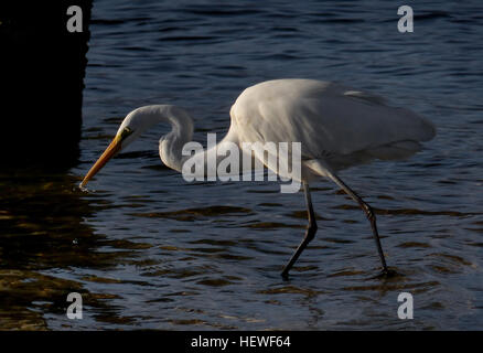 La Grande aigrette orientale, Ardea modesta, est un oiseau gracieux et blanc neige que l'on trouve couramment dans les zones humides australiennes. Il se nourrit de petites créatures aquatiques dans les eaux peu profondes, utilisant son long bec jaune pour attraper des proies, et on le voit souvent marcher lentement dans l'eau. Banque D'Images