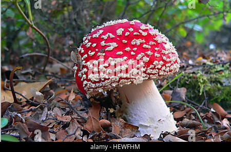 L'Amanita muscaria, communément appelé agarique à la mouche, est un champignon très toxique et psychoactif que l'on trouve dans les forêts. Reconnaissable à sa calotte rouge vif avec des taches blanches, il est l'un des champignons toxiques les plus connus et peut causer de graves effets sur la santé s'il est ingéré. Banque D'Images