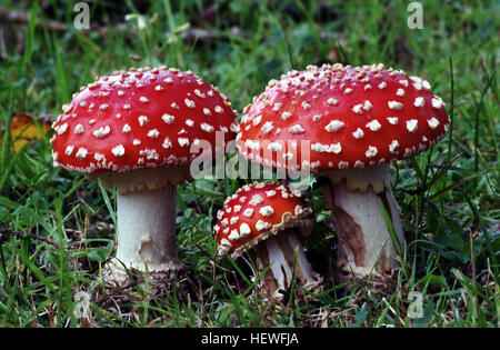 Amanita muscaria, communément appelé agarique à la mouche, est un champignon rouge distinctif avec des taches blanches. Cette espèce est connue pour son aspect emblématique, communément trouvé dans les forêts. Bien qu'il soit célèbre dans le folklore et la culture pop, il est toxique et doit être évité. Banque D'Images
