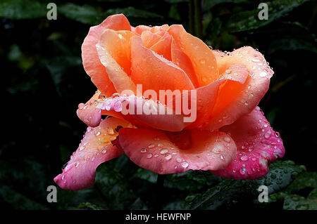 Un hybride rose thé de forme parfaite et nuances subtiles de la lumière orange et rose, d'abricot. Les fleurs sont de grandes fleurs doubles qui portent un parfum léger. La croissance de la plante est courte et compacte ce qui convient pour les frontières mixtes ainsi que la plantation de masse de niveau inférieur. Le feuillage est vert, brillant et résistant aux maladies. Awards : Silver Award à Baden-Baden pour le meilleur dans l'Hybride rose thé Rose Essais cliniques en 1984, étoile d'or du Pacifique Sud, Palmerston North Nouvelle Zélande 1985. Type : (Sunblest x Sabine) x Médecin Verhage) x Argent Banque D'Images