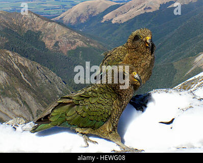 Le Kea est une espèce de perroquet (super-Strigopoidea) trouvés dans les forêts et régions alpines de l'île du sud de Nouvelle-Zélande. Environ 48 cm (19 po) de long, c'est surtout avec un vert olive orange brillant sous ses ailes et dispose d'un grand, étroit, courbé, bec supérieur gris-brun. Le Kea est le seul perroquet alpin. Son régime omnivore inclut la charogne, mais se compose essentiellement de racines, de feuilles, de baies, de nectar, et les insectes. Maintenant rare, le Kea a été une fois tués pour bounty en raison de préoccupations par la communauté agricole de moutons qu'il a attaqué le bétail, surtout des moutons. Il a bénéficié de l'entière protection Banque D'Images