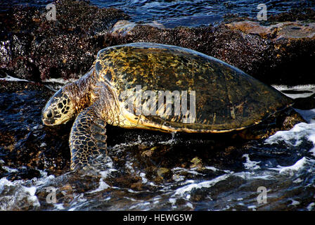 Les tortues vertes sont trouvés partout dans le monde, principalement dans les régions tropicales, et dans une moindre mesure, les eaux subtropicales. L'Hawaiian Green turtle est génétiquement distinct des autres populations de tortues de mer verte, la nidification principalement dans le French Frigate Shoals du nord-ouest des îles Hawaii et l'alimentation dans les régions côtières des principales îles Hawaiiennes. Cette espèce était dans une forte baisse comme des années 70 en raison de la récolte directe des tortues et des œufs par les humains. La population connaît une croissance constante depuis trente ans après protection a commencé en 1978. Les Verts sont les plus communes s Banque D'Images