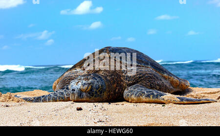 Les tortues vertes sont trouvés partout dans le monde, principalement dans les régions tropicales, et dans une moindre mesure, les eaux subtropicales. L'Hawaiian Green turtle est génétiquement distinct des autres populations de tortues de mer verte, la nidification principalement dans le French Frigate Shoals du nord-ouest des îles Hawaii et l'alimentation dans les régions côtières des principales îles Hawaiiennes. Cette espèce était dans une forte baisse comme des années 70 en raison de la récolte directe des tortues et des œufs par les humains. La population connaît une croissance constante depuis trente ans après protection a commencé en 1978. Les Verts sont les plus communes s Banque D'Images