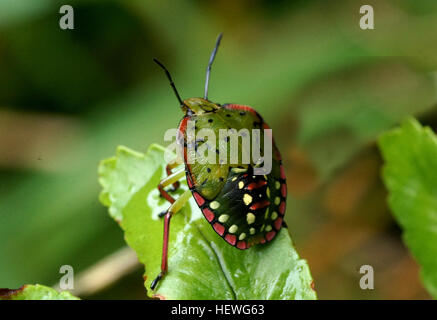 Nezara viridula, communément connue sous le nom de southern green stink bug (USA) ou de légumes verts bug (Australie et Nouvelle-Zélande), est une plante d'allaitement stink bug. Bien qu'originaire de l'Éthiopie, il peut maintenant être trouvés partout dans le monde. En raison de sa préférence pour certaines espèces de légumineuses, comme les haricots et le soja, c'est un ravageur d'importance économique sur ces cultures Banque D'Images