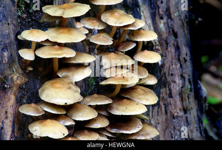 Ce champignon largement distribué est assez commun, et se trouve souvent en grande fructification, suppression des grappes sur le bois de conifères ou feuillus. Lorsqu'ils sont frais, les caps sont lumineux jaune à jaune verdâtre, de même que les branchies et les tiges. La sporée est violet-brun, et avec les individus plus âgés, vous pouvez vérifier ceci dehors sur le terrain, en raison de la croissance en cluster, en décrochant quelques caps qui ont couvert d'autres. Comme beaucoup d'autres espèces, Hypholoma fasciculare Hypholoma se trouve le plus souvent par temps froid. Banque D'Images