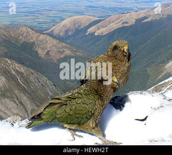 Le Kea Nestor notabilis) est une espèce de passereaux de la famille des Strigopoidea trouvés dans les forêts et régions alpines de l'île du sud de Nouvelle-Zélande. Environ 48 cm (19 po) de long, c'est surtout avec un vert olive orange brillant sous ses ailes et dispose d'un grand, étroit, courbé, bec supérieur gris-brun. Le Kea est le seul perroquet alpin. Son régime omnivore inclut la charogne mais se compose essentiellement de racines, de feuilles, de baies, de nectar, et les insectes. Maintenant rare, le kea a été une fois tués pour bounty en raison de préoccupations par la communauté agricole de moutons qu'il a attaqué le bétail, surtout des moutons il Banque D'Images