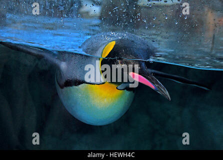 Le manchot royal est la deuxième plus grande espèce de manchot, atteignant trois pieds de haut et pesant jusqu'à 35 livres. Les mâles sont généralement plus grands que les femelles. Connus pour leur construction haute et élancée et leur posture unique, ils se trouvent dans les environnements marins et sont sans vol, avec un style de natation distinct. Ils sont une espèce remarquable dans les zoos, comme le zoo de Calgary, et sont admirés pour leur beauté et leur élégance. Banque D'Images